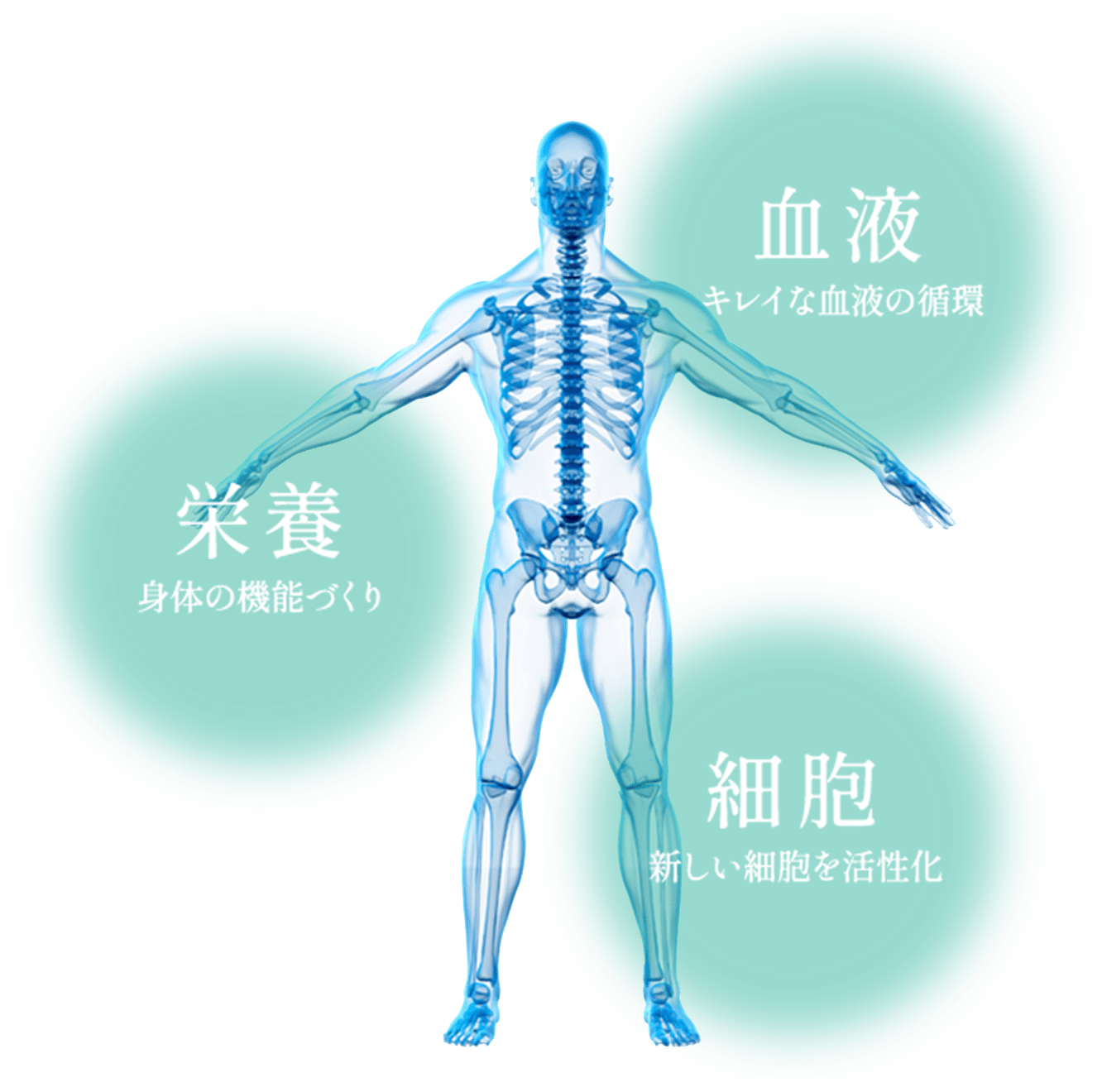 病気の根本的な原因は、食生活習慣に構成される。